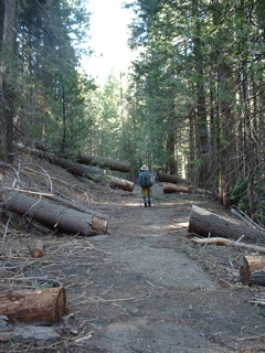 forest and trees