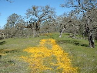 john muir walk
